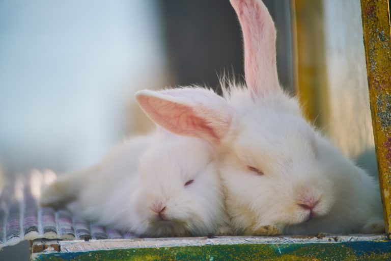 Why dying rabbits ?10 Reasons why dying rabbits .