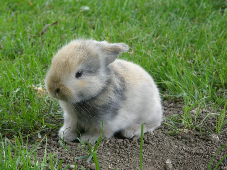 What do newborn rabbits look like?