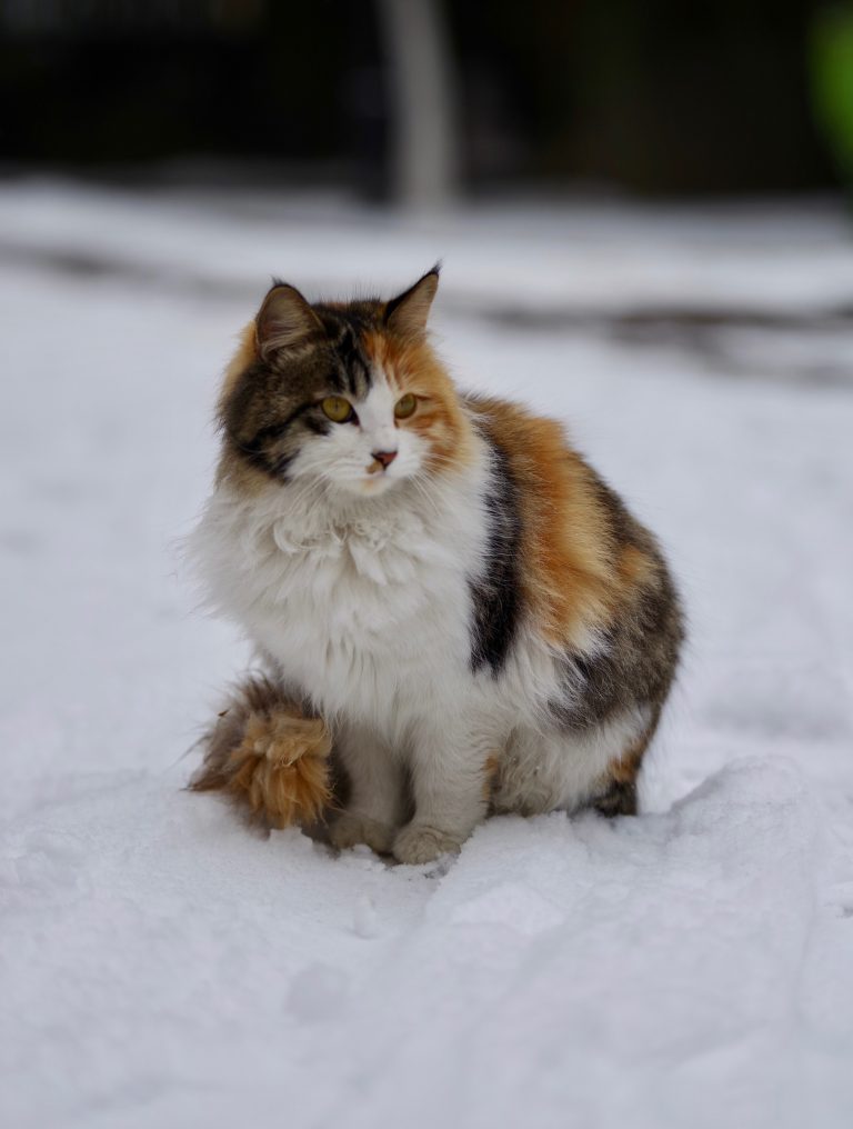 HOW TO TAKE CARE OF A CAT IN WINTER SEASON
