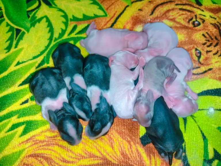 Baby rabbit care: Newborn rabbits and their essential care needs.