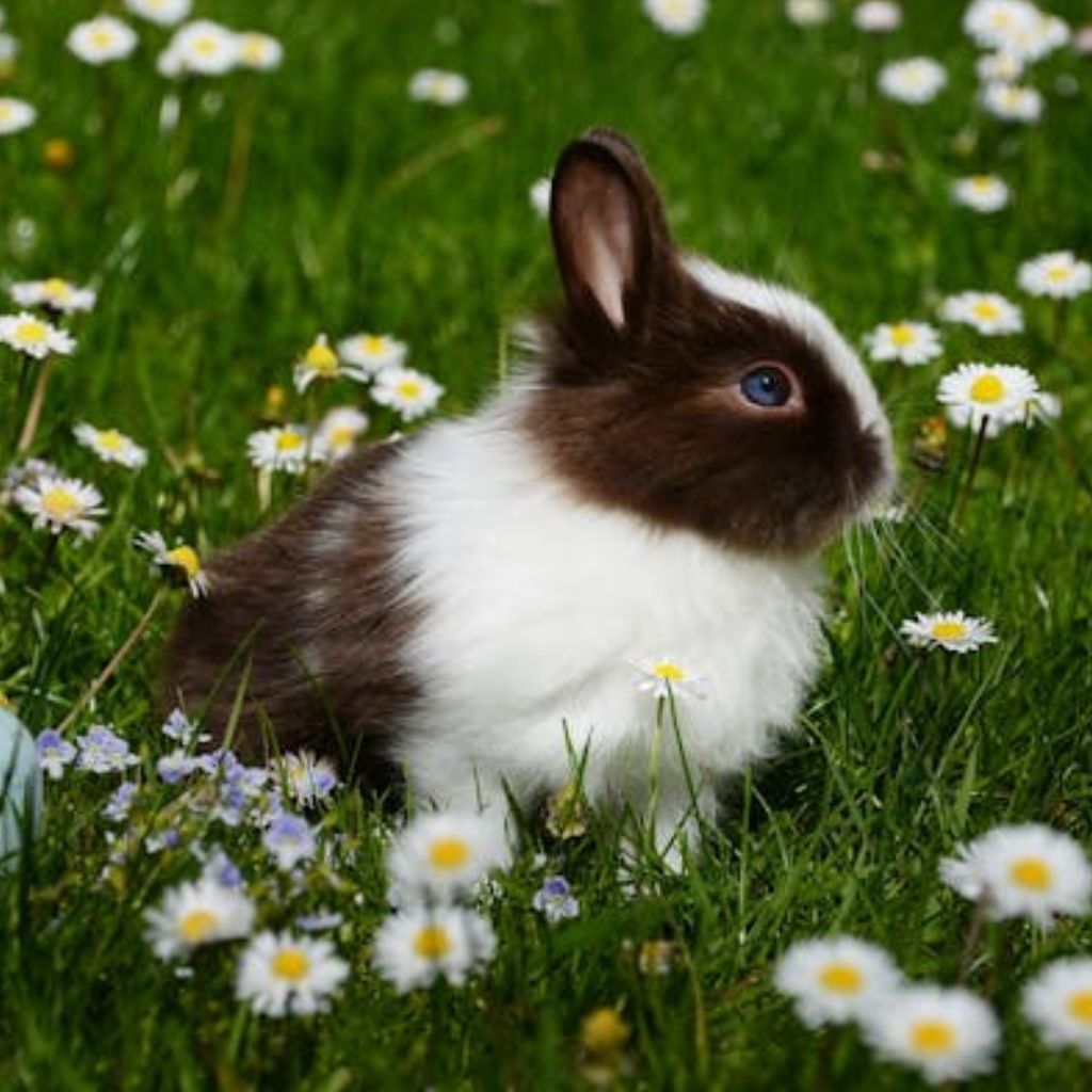 Rabbit care blog care animals