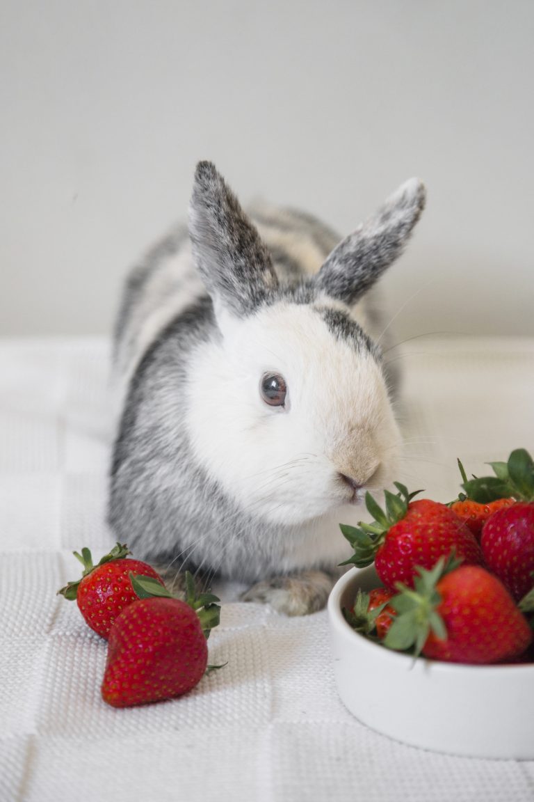 Some fruits that rabbits can eat.