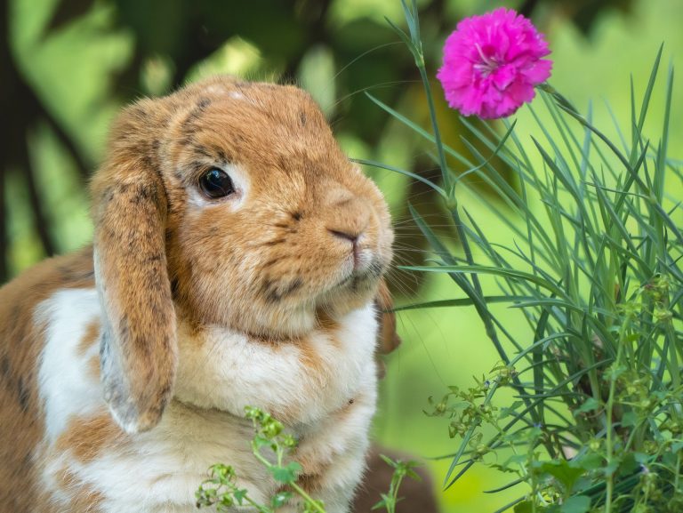 Fun facts about rabbits and baby rabbit that you didn't know before.