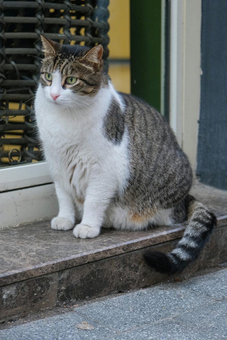 How can you Understand whether the cat is pregnant or not