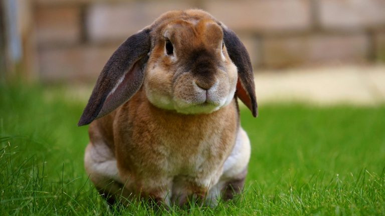 Learn some unknown facts about rabbits.