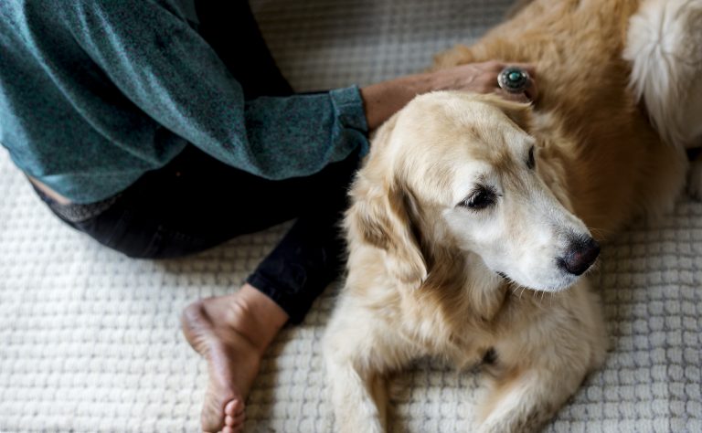 dog vaccine for rabies being administered to a dog