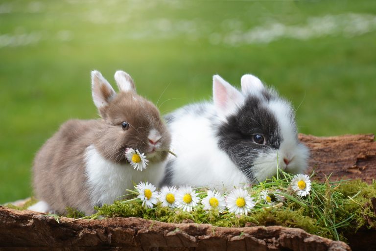 WHAT EATS RABBITS ? WHAT FOODS SHOULD WE PROVIDE TO A BUNNY