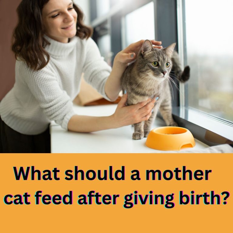 What to Feed Mother Cat After Giving Birth
