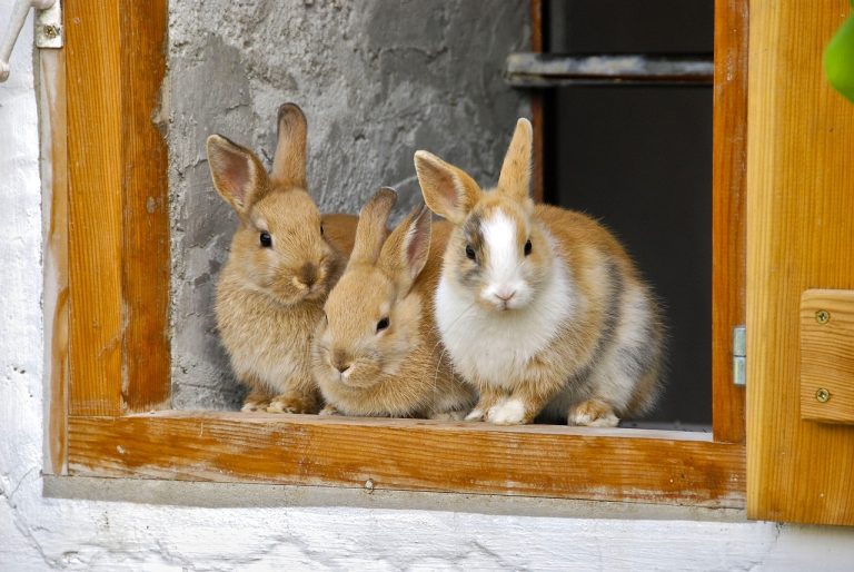 best rabbit breeds for pets