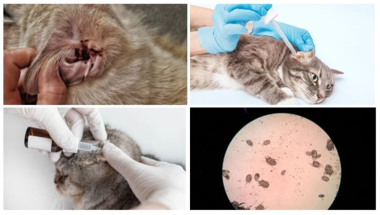 How to Get Rid of Cat Ear Mites Symptoms, Diagnosis, and Treatment.
