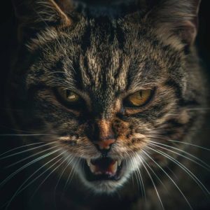 How long should cats be monitored for rabies