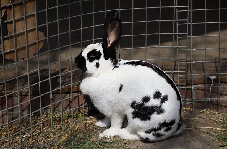 Checkered Giant Rabbit