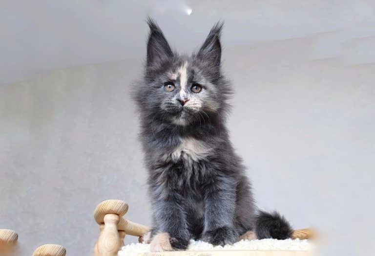 Maine Coon Kittens for Sale $450